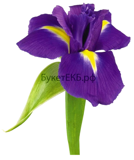 Иноземка с доставкой