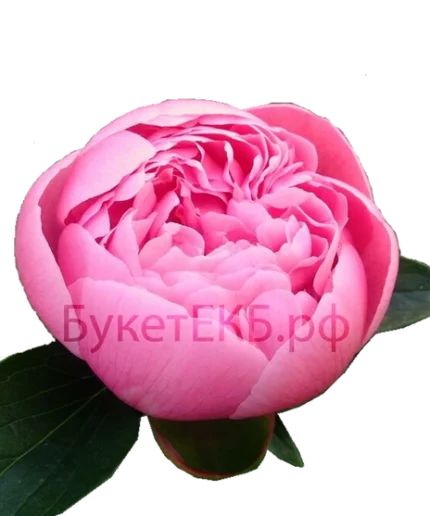 Соблазн с доставкой