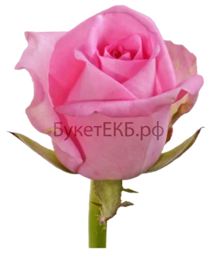Коробка с альстромерией с доставкой