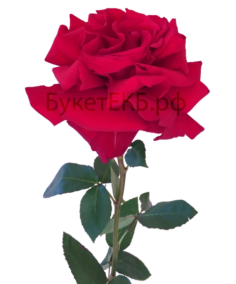 Улыбка фортуны с доставкой